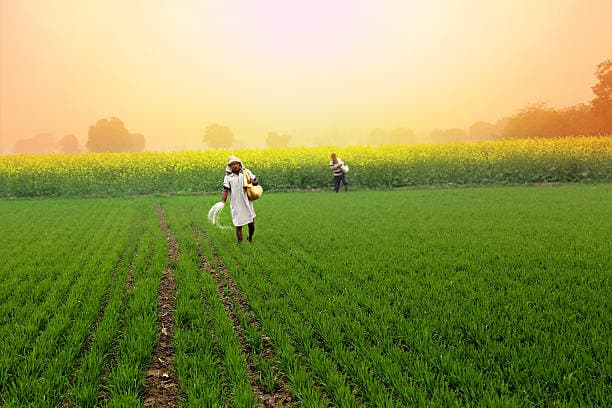 India Fertilizer Market Faces Shifting Dynamics as Duty Waiver Ends and MMTC Tender Drives Prices