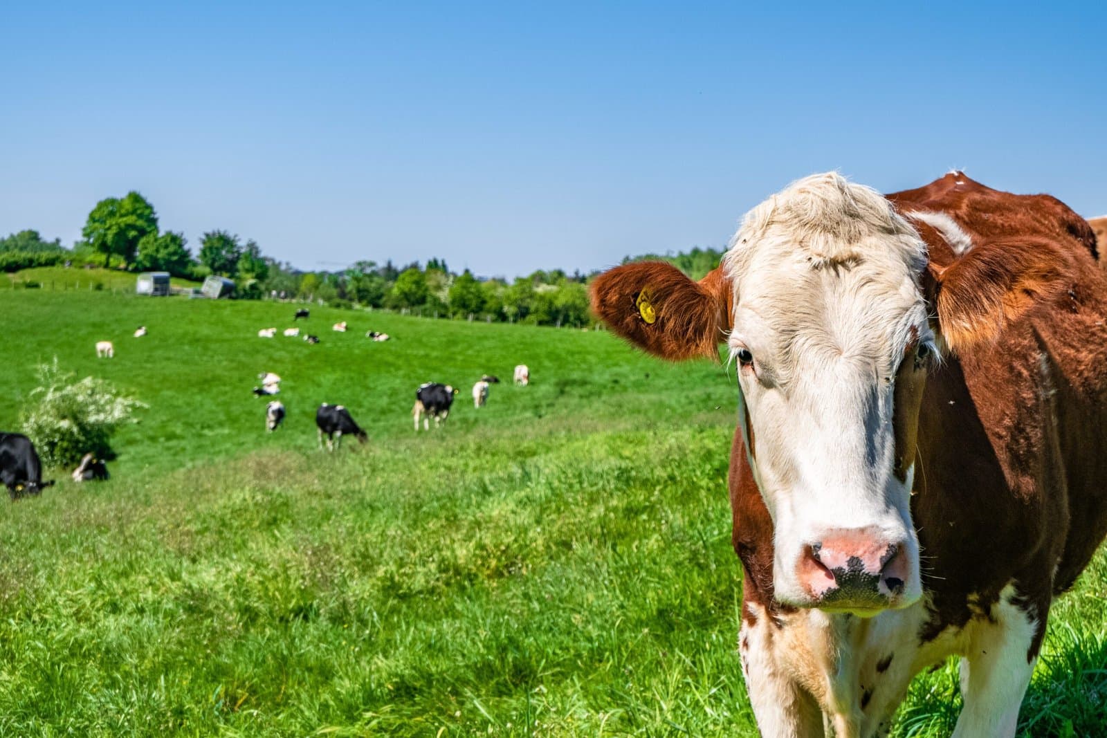 Leveraging Calcium Carbonate for Healthy Livestock