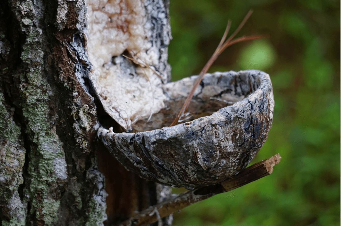 Unfolding Evolution of Gum Turpentine in Industries