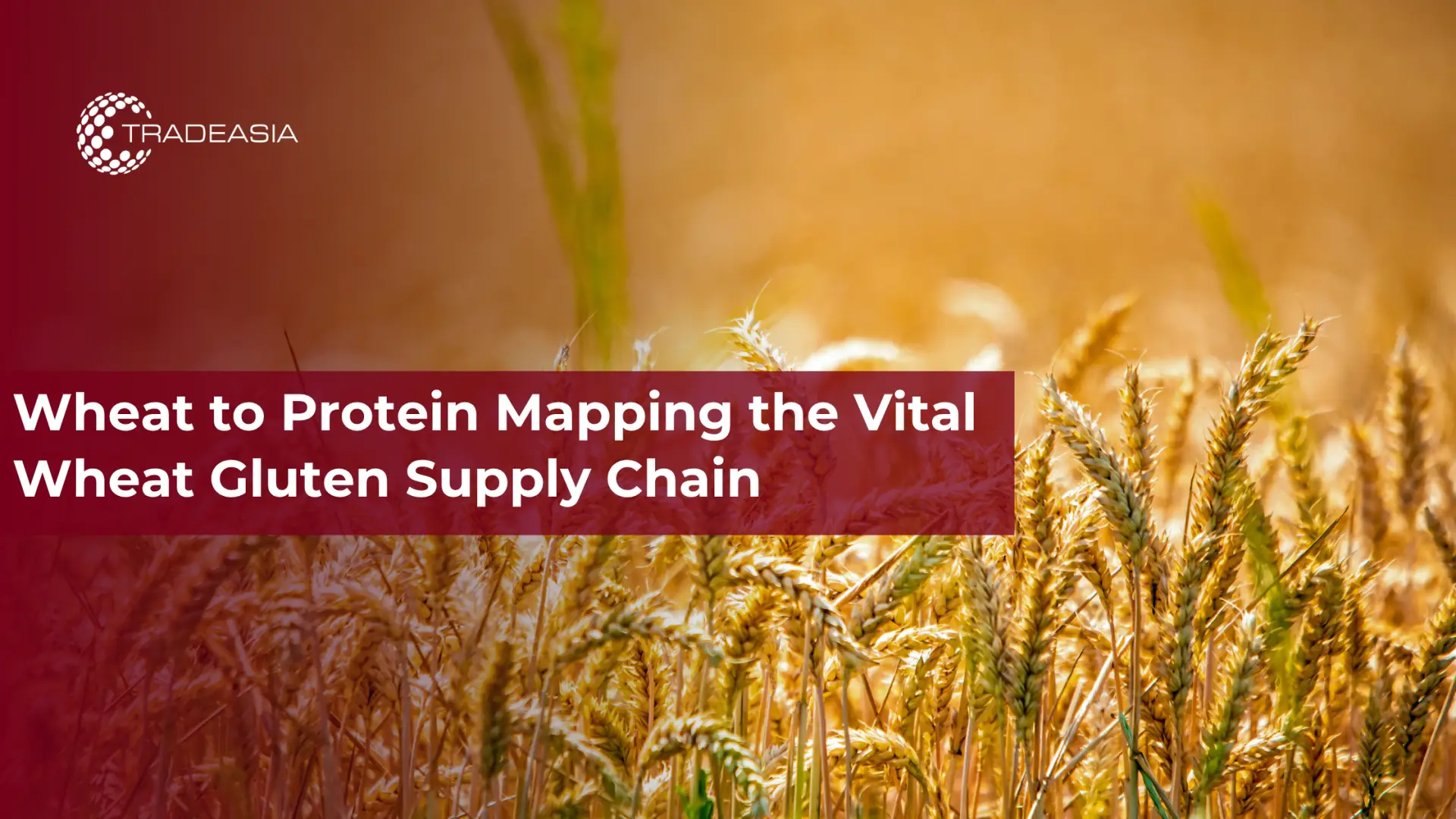 Pagmamapa ng Trigo sa Protina ang Vital Wheat Gluten Supply Chain