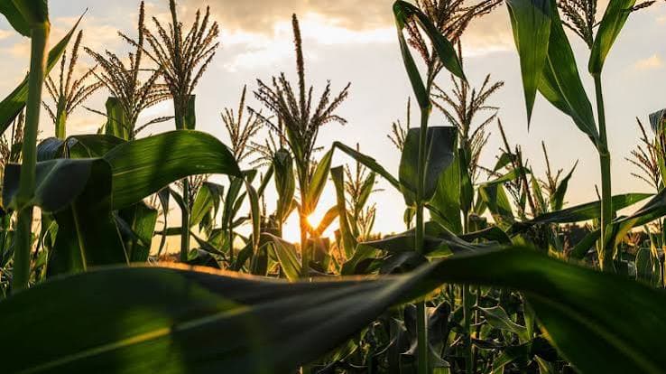 Corn Starch: Kumpleto ang Polinasyon ng Crop ng US - Mga Resulta ng USDA Week 26 at Ano ang Ibig Sabihin Nila