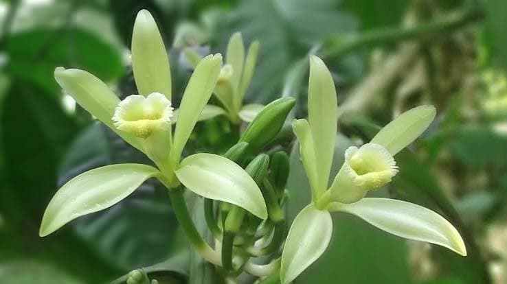 Vanillin at ang Madagascar Harvest: Mga Ulat sa Patlang sa Hulyo at Ano ang Sinasaysay Nila para sa Pagpepresyo ng H2