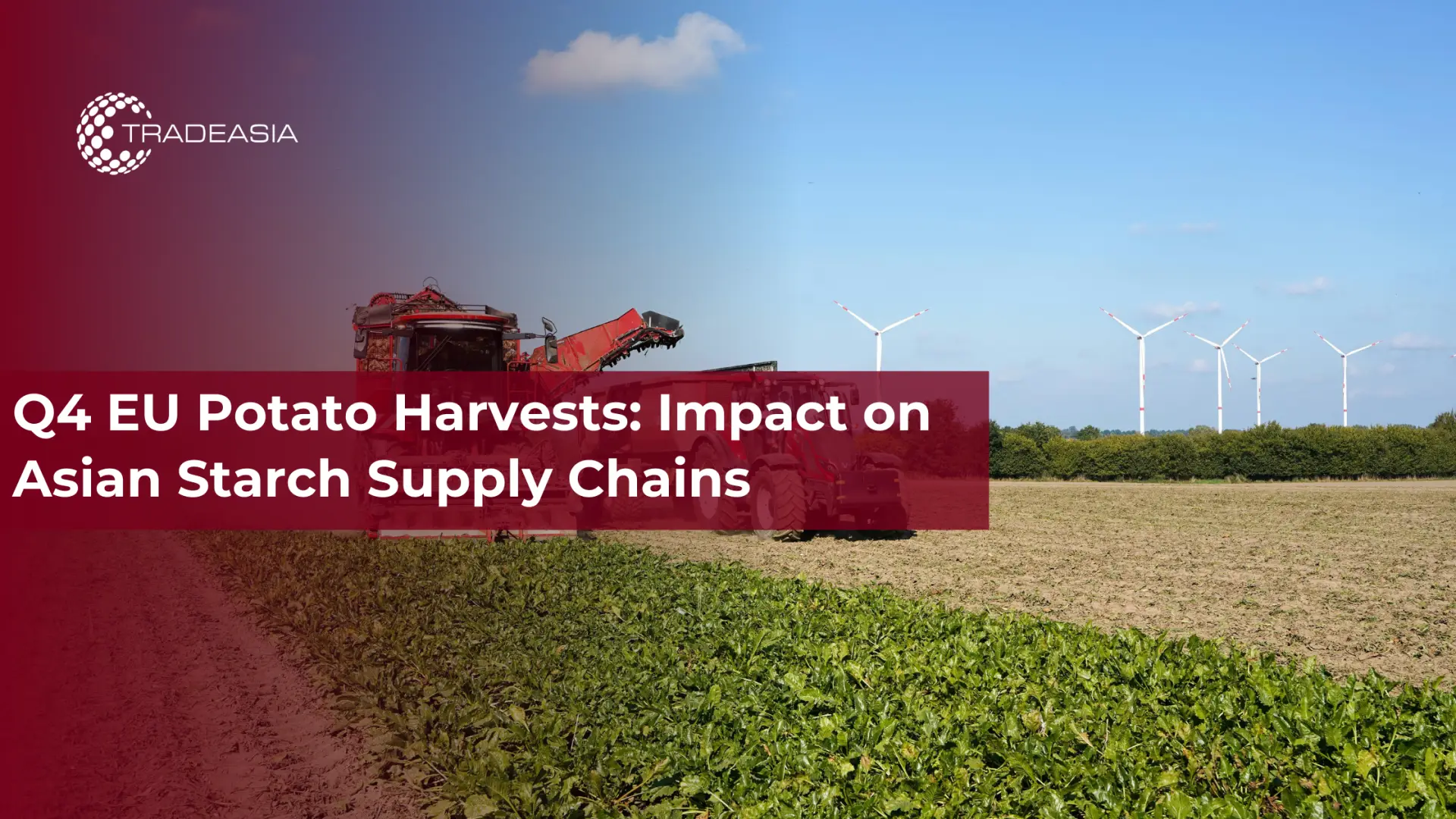 Q4 EU Potato Harvests: Impact on Asian Starch Supply Chains