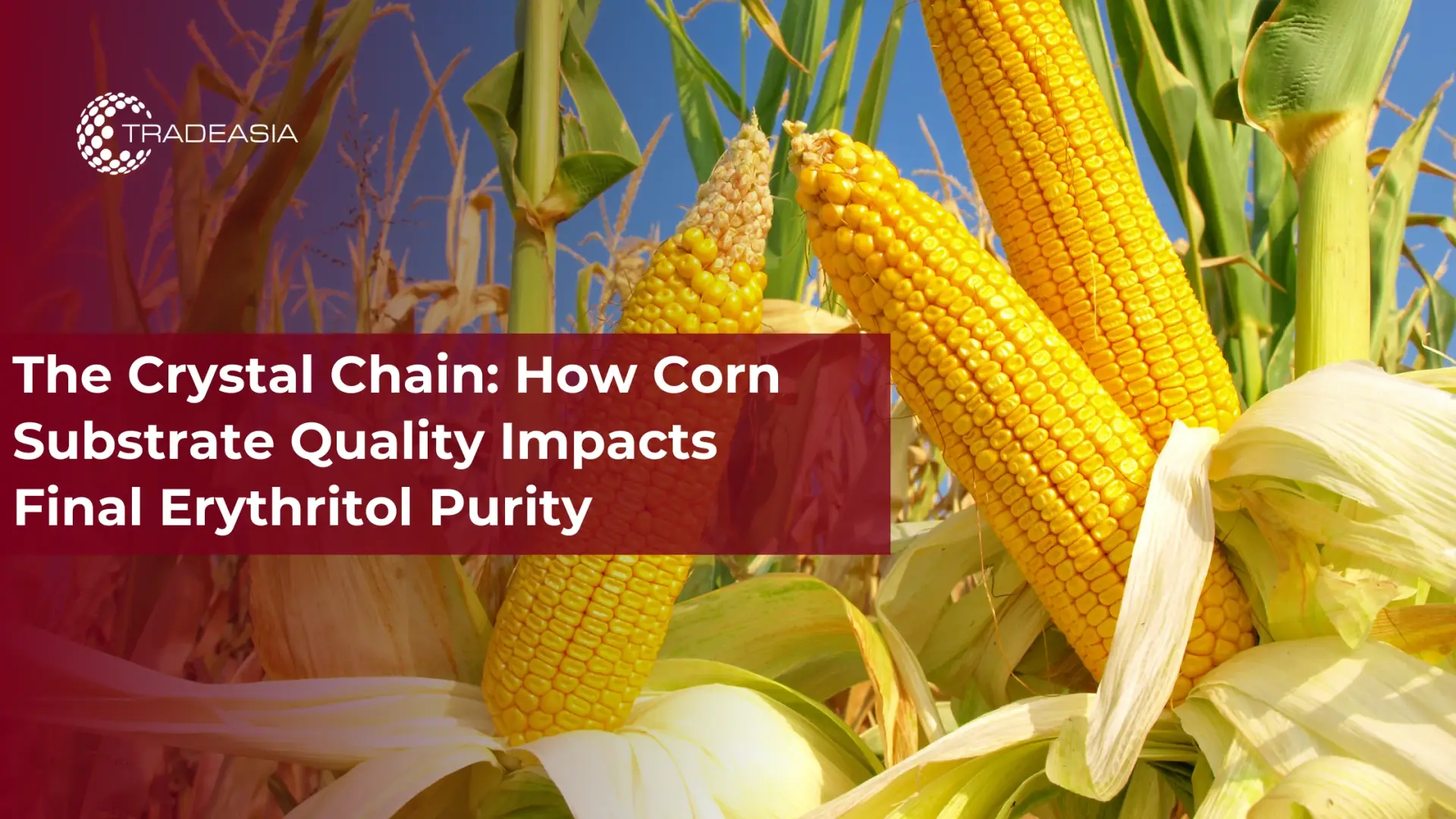 The Crystal Chain: How Corn Substrate Quality Impacts Final Erythritol Purity