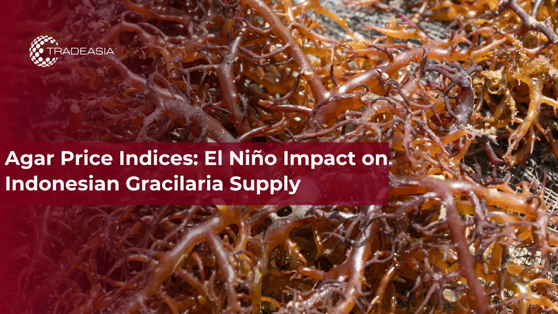 Agar Price Indices: El Nińo Impact on Indonesian Gracilaria Supply