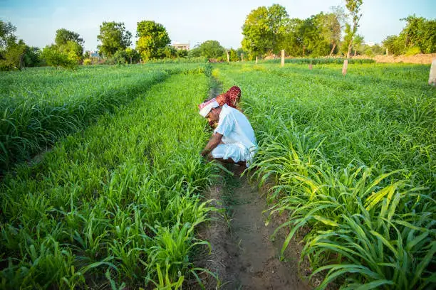 Guar Gum: Pag-unlad ng Monsoon ng Rajasthan at ang Paglipat ng H1-hanggang H2 para sa Mga Mamimili ng Oilfield at Pagkain