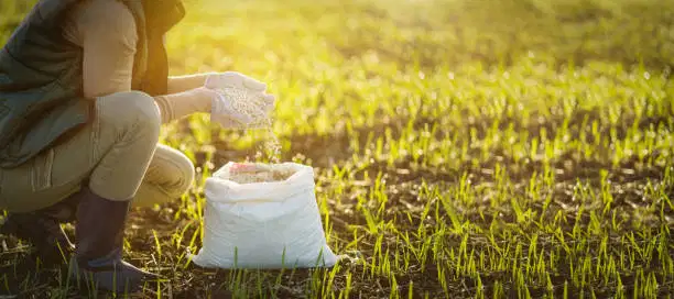 Ammonium Sulphate: Ang Fertiliser By‑Product ay Nakakakuha ng Bagong Kahalagahan